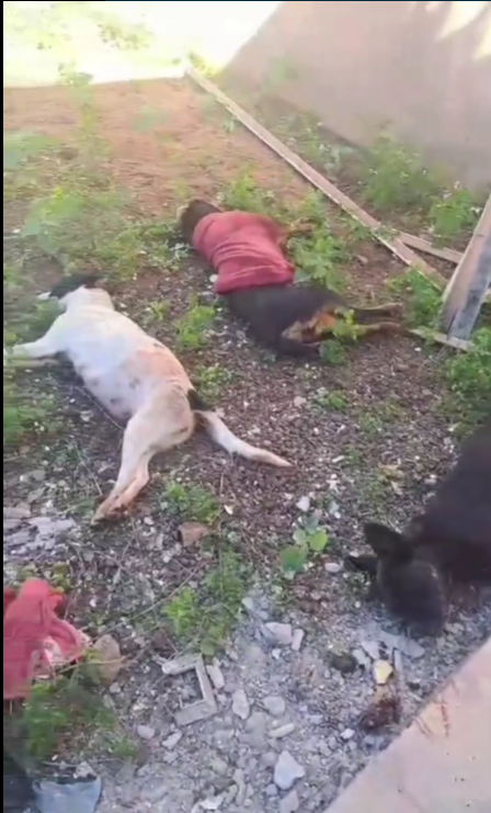 Karla Gomes se revolta contra envenenamento de animais em Dourados Karla Gomes se revolta contra envenenamento de animais em Dourados