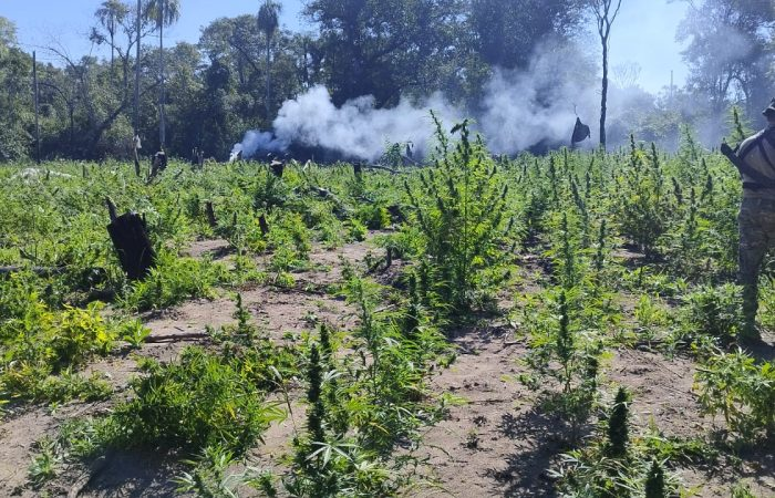 Senad desmonta megaestrutura para processamento de maconha em Amambay Senad desmonta megaestrutura para processamento de maconha em Amambay