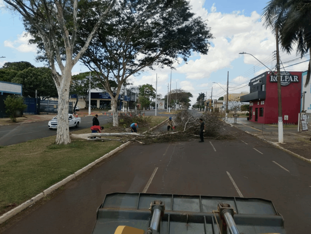 Prefeitura dá rápida resposta a atendimentos por queda de árvores em início de primavera chuvosa