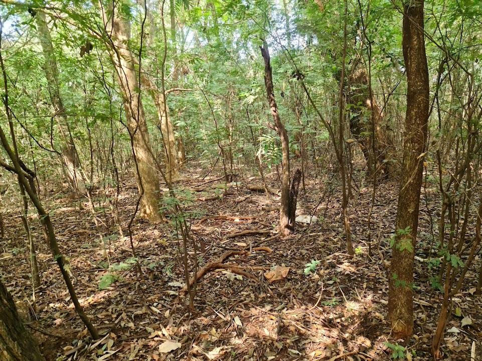 Prefeitura fará pesquisa socioambiental no Parque Natural Municipal do Paragem