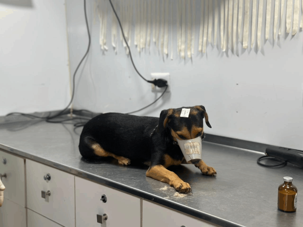 Barbosinha destaca atuação da equipe da Caravana da Castração Barbosinha destaca atuação da equipe da Caravana da Castração