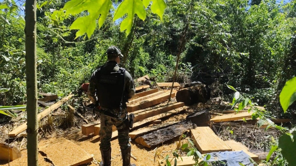 Polícia Ambiental apreende madeira ilegal em área de reserva legal durante operação em Itaquiraí Polícia Ambiental apreende madeira ilegal em área de reserva legal durante operação em Itaquiraí