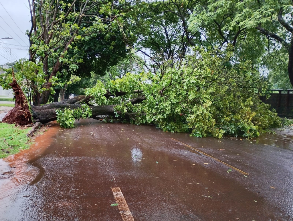 Prefeitura e Defesa Civil atuam para reduzir impactos do temporal em Dourados Prefeitura e Defesa Civil atuam para reduzir impactos do temporal em Dourados