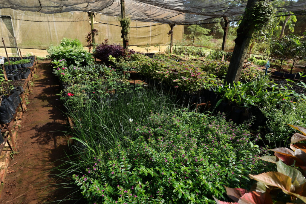 Viveiro Municipal fortalece plano de arborização e garante replantio de árvores em Dourados