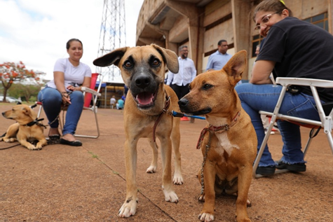 Soraya Thronicke conseguiu, só em 2025, mais de R$ 150 milhões para Mato Grosso do Sul