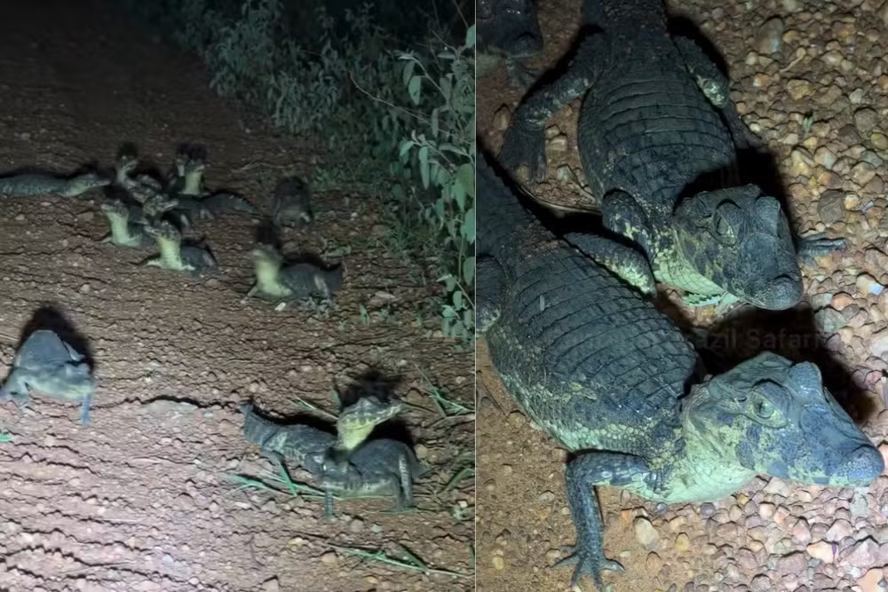 Ninhada de jacarés aparece em estrada no Pantanal