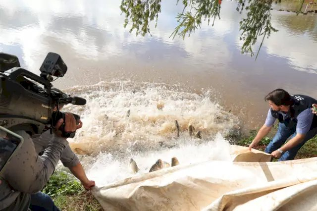 Apraf Guassuzinho lidera produção de peixes para a Festa da Páscoa 2026