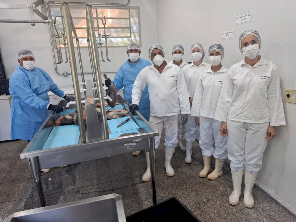 Apraf Guassuzinho lidera produção de peixes para a Festa da Páscoa 2026