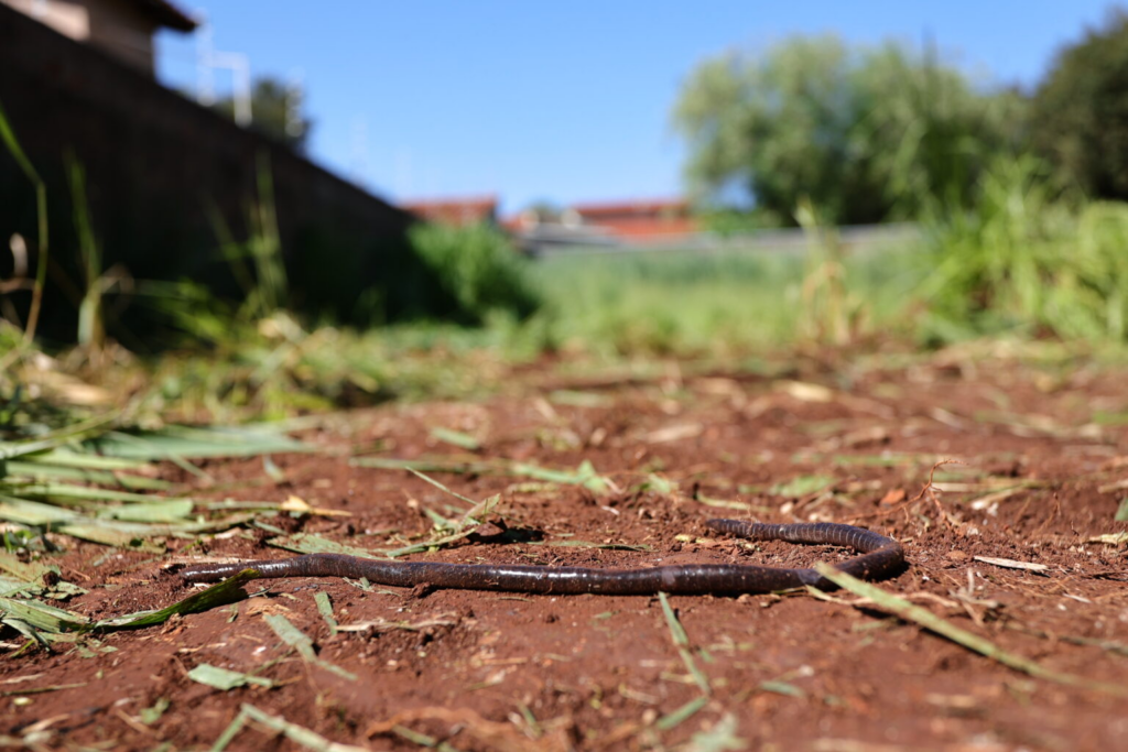 Prefeitura inicia limpeza de terrenos baldios após descumprimento de notificações 