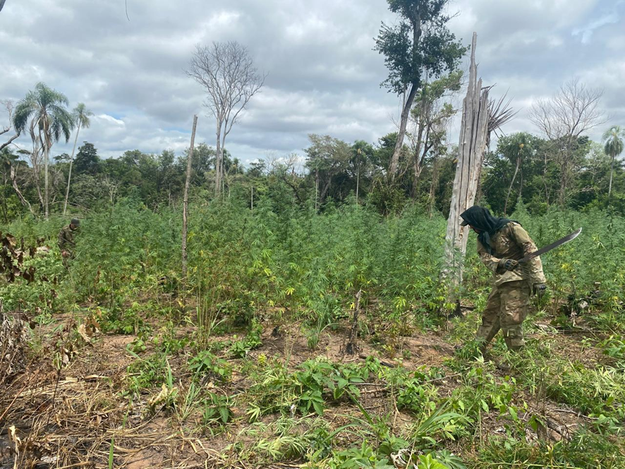 Operações do Senad destroem 80 toneladas de maconha