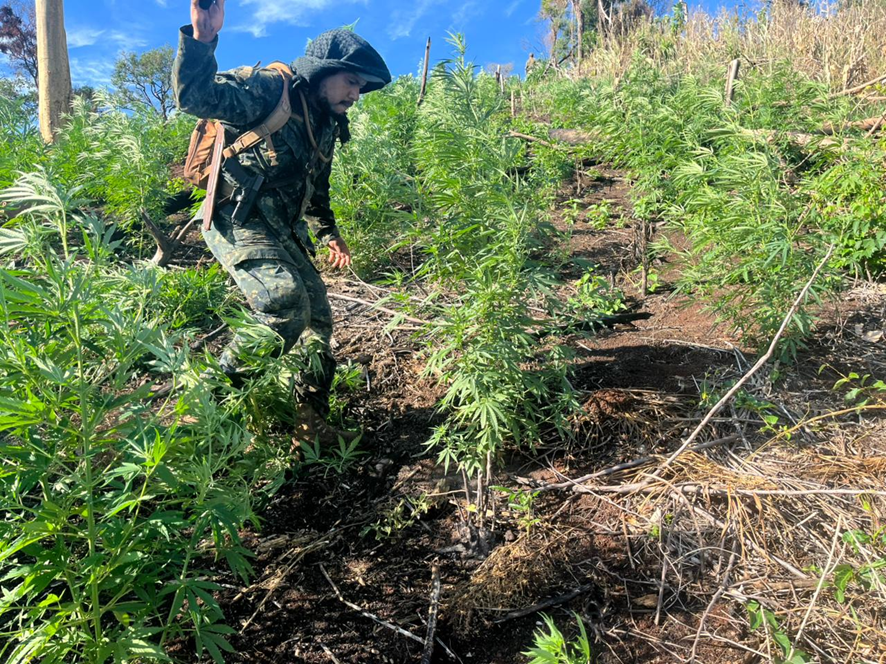 Operações do Senad destroem 80 toneladas de maconha