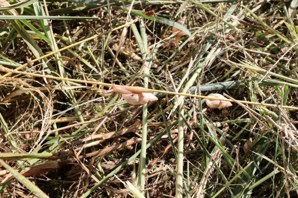 Prefeitura inicia limpeza de terrenos baldios após descumprimento de notificações 