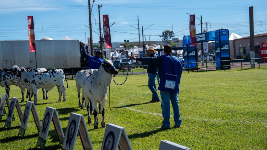 Uma das únicas no país, 60ª Expoagro é 'exposição ouro' para ranking nacional do Nelore Pelagens