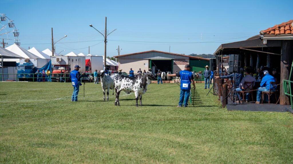 Uma das únicas no país, 60ª Expoagro é 'exposição ouro' para ranking nacional do Nelore Pelagens