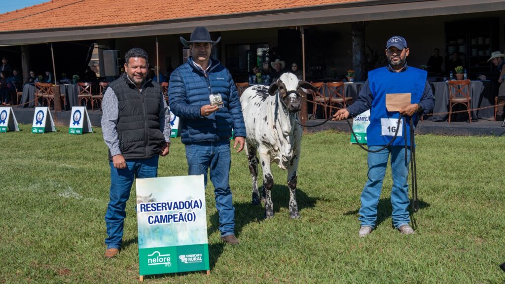 Uma das únicas no país, 60ª Expoagro é 'exposição ouro' para ranking nacional do Nelore Pelagens