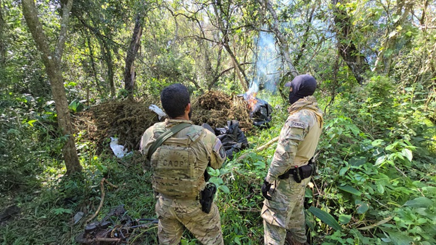 Operação conjunta PF/SENAD destrói mais de 800 toneladas de maconha