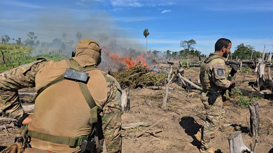 Operação conjunta PF/SENAD destrói mais de 800 toneladas de maconha