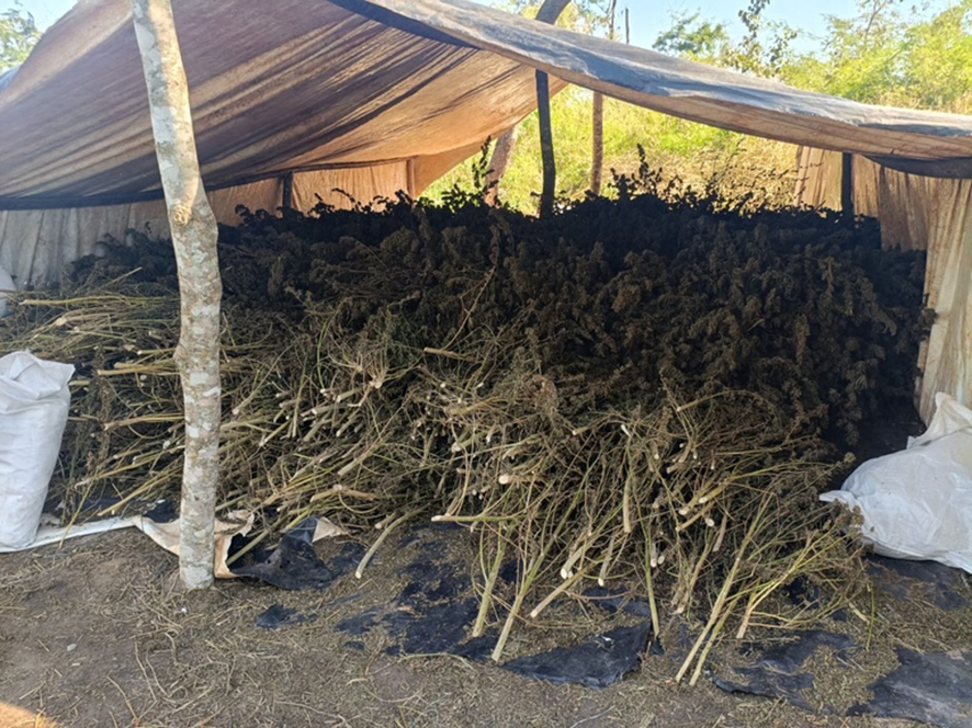 Operação conjunta PF/SENAD destrói mais de 800 toneladas de maconha