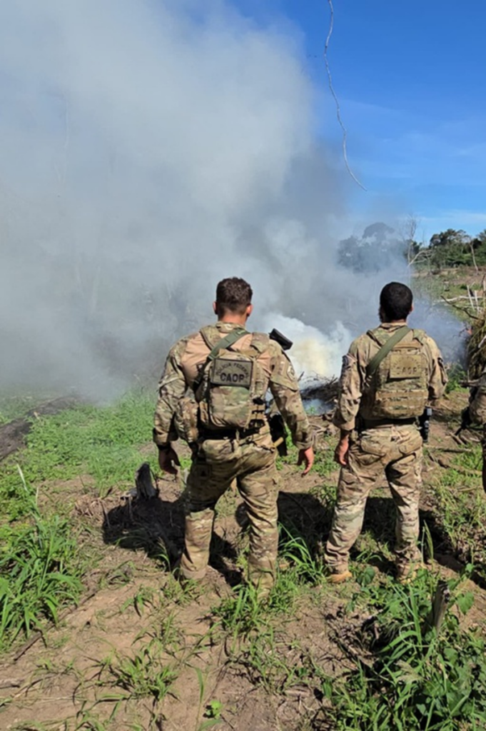 Operação conjunta PF/SENAD destrói mais de 800 toneladas de maconha
