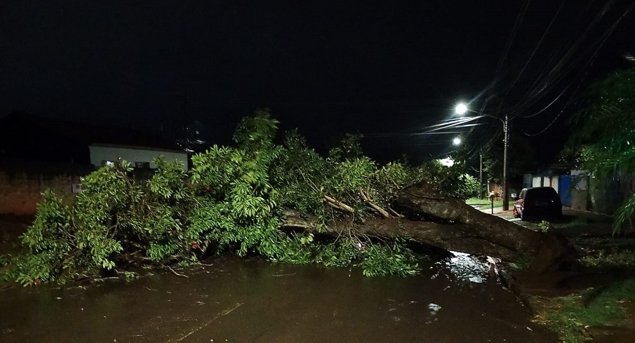 Prefeitura atua com rapidez após fortes chuvas e realiza remoção de árvores