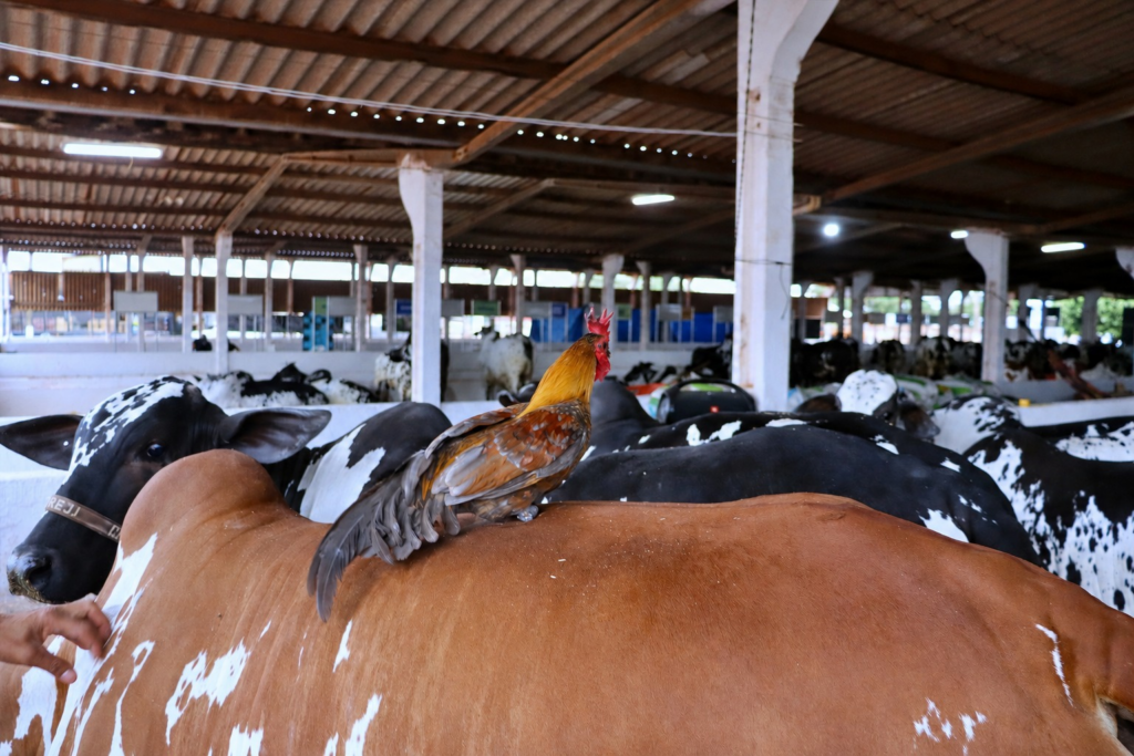 "Garnizé mascote" que viaja pelo Brasil, chama a atenção em baia de gado de elite na Expoagro