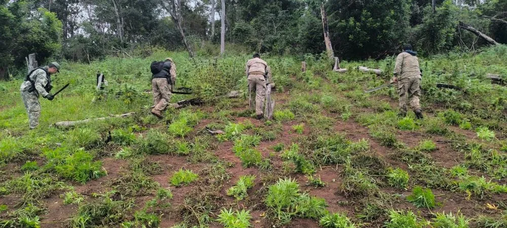 Senad destrói mais de 20 toneladas de maconha em Amambay Senad destrói mais de 20 toneladas de maconha em Amambay