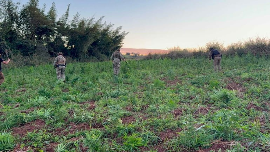 Senad apreende e incinera mais de 32 toneladas de maconha em Capitán Bado Senad apreende e incinera mais de 32 toneladas de maconha em Capitán Bado